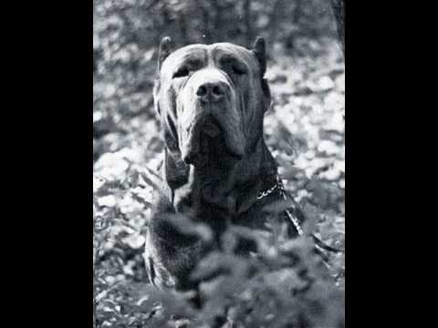 mastino napoletano