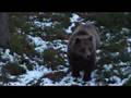 Bjørn på kloss hold. Brown bear at close range.