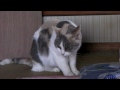 Click here to watch this video いまどきのネコ（おねだり練習編）