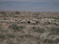 Susanville Sage Grouse Lek