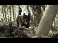 犬動画