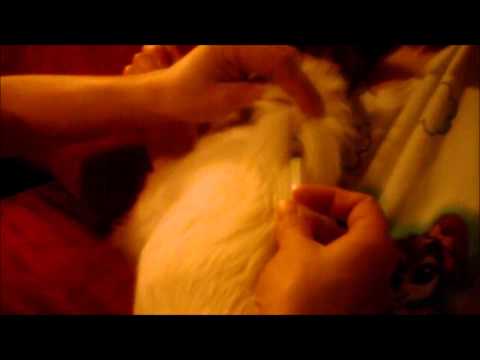 how to administer rabies vaccine