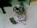 videos de doggy,,, 