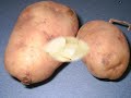 Totakoora Podi Koora Totakoora Podi Koora