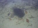 Little Fishes Little Fishes