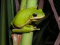 Hyla cinerea - Green treefrog