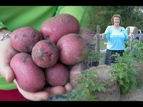 how to grow potatoes