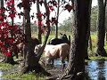 River Dance - Irish Dancing down in the Swamp
