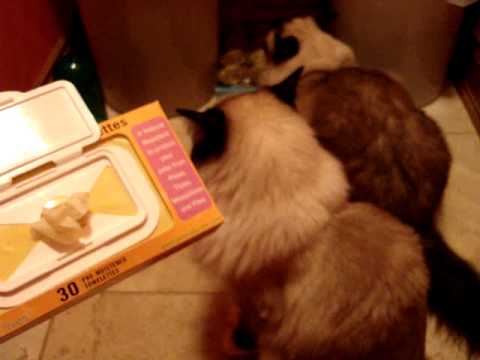 0 Pet Naturals of Vermont Flea and Tick Wipes Product Review