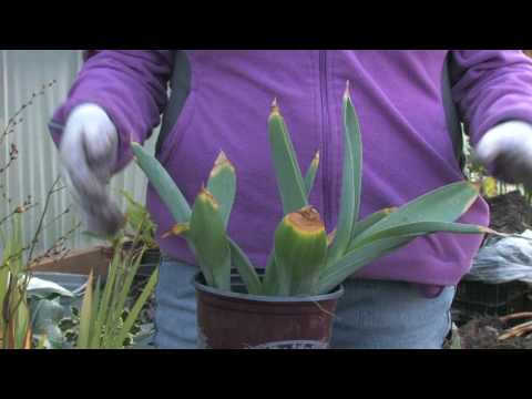 how to replant dead tulips