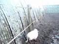 Minipigs - Borsti, Mausi und Truffel in Holland (2)