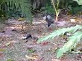 Common Myna Fighting
