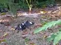 Common Myna Fighting Common Myna Fighting