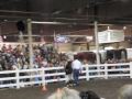 John Lyons Nervous Horse In-Hand Training