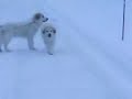 Pyreneer Pyreneer