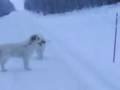 Pyreneer