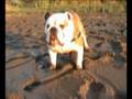 Bulldogs on the river