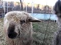 Caucasian Ovcharkas and their sheep Caucasian Ovcharkas and their sheep