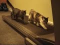 Cat Using Treadmill Cat Using Treadmill