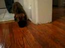 Mr. Furley meets Max the cat