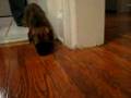 Mr. Furley meets Max the cat