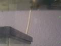 videos de Guppy Fry
