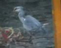 Ardea cinerea (Grey Heron) Ardea cinerea (Grey Heron)