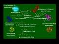 Transposons in Plant Developmental Biology