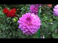 miniDV camcorder test: Panasonic PV-GS200: excellent hues miniDV camcorder test: Panasonic PV-GS200: excellent hues