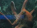 Shedd Aquarium, Chicago - OCTAPUS