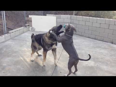 pitbull fights