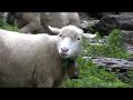 diehirtin.ch - Schafe im Sulztal
