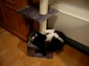 Max und die Minze Max und die Minze