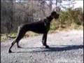 NUMA NUMA Great Danes!!!