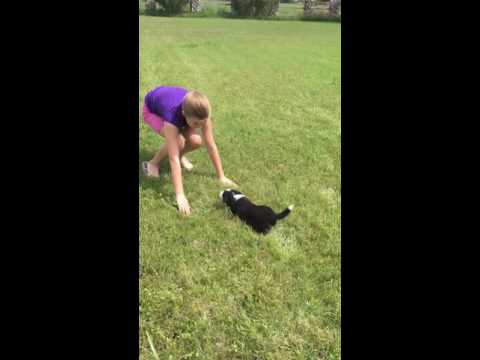 Little Border Collie Angel