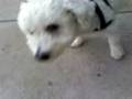 Garcon Dog Porno.3gp