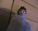 Stick me in your muffhole!