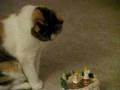 videos de koby