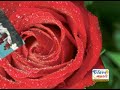 JINETES-DEL-AMOR-ALE