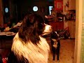Catz in the comp, stealin my Internets!