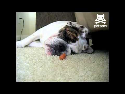 how to treat mmm in dogs