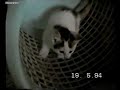 Kitten playing with toys & laundry basket