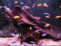 Dad's Cichlids (Amapola by Los Indios Tabajaras)