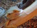 Bearded Dragon - Bazyl , eatin\