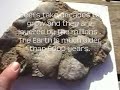 Fossil Seashells Below Creation Museum Confirm Noah Deluge ?
