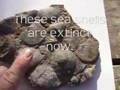Fossil Seashells Below Creation Museum Confirm Noah Deluge ?