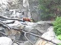 Red Panda Walk