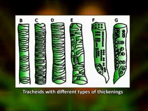 how to fertilize cycads