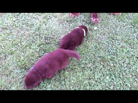 lacies male puppies playing in the yard