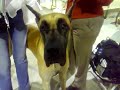 Shakespeare the Great Dane